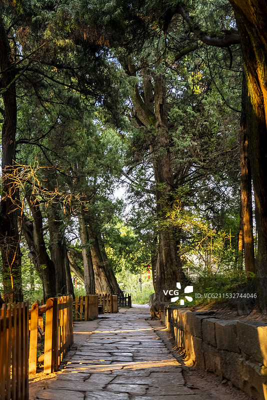 广元翠云廊古蜀道图片素材