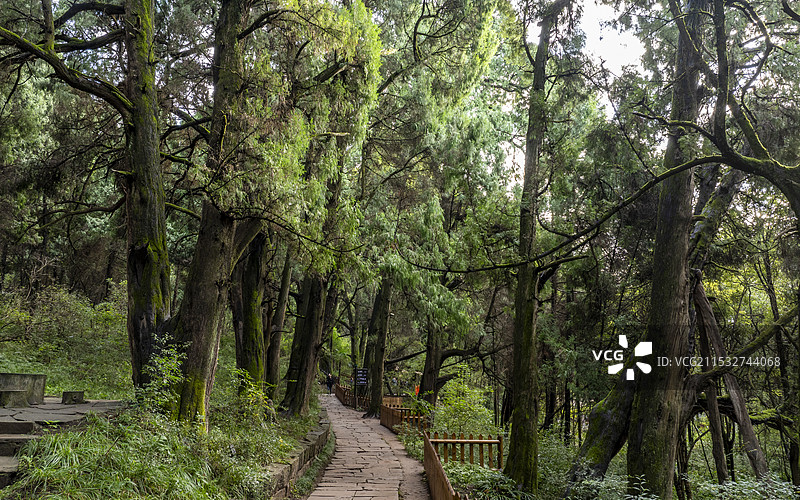 广元翠云廊古蜀道图片素材