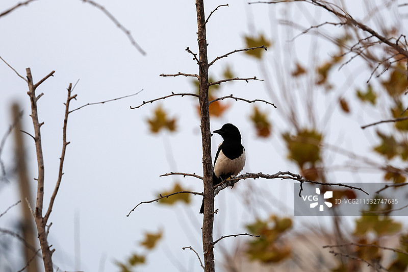 树枝上的喜鹊图片素材