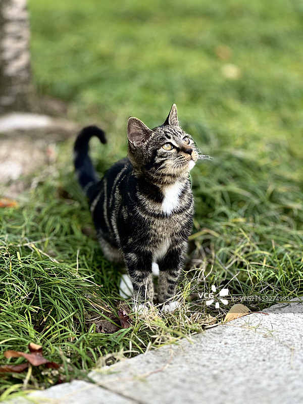猫坐在草地上的特写镜头图片素材
