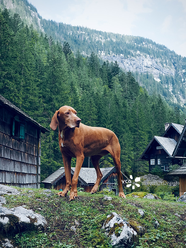 狗站在山上的侧视图图片素材