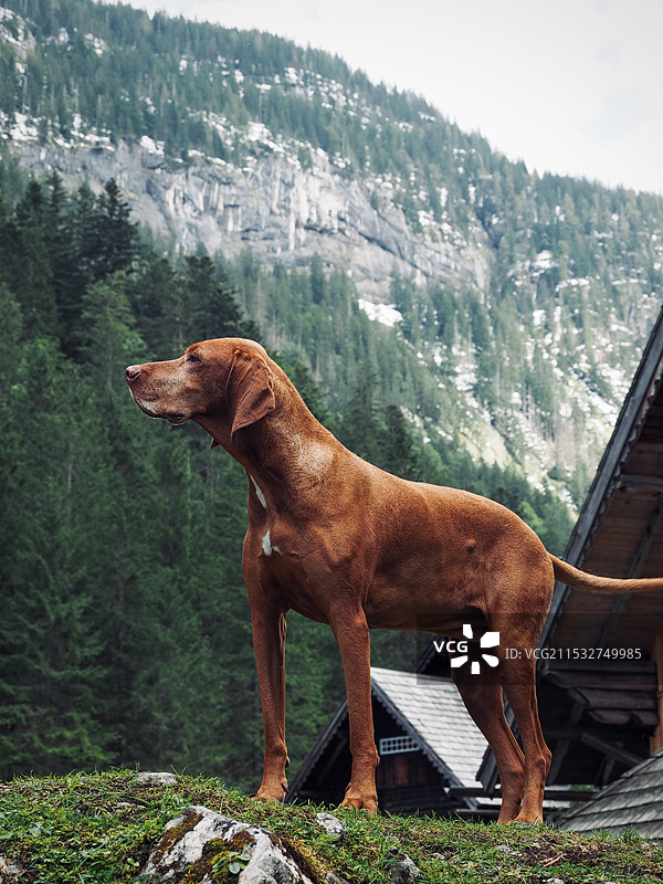 狗站在山上的侧视图图片素材