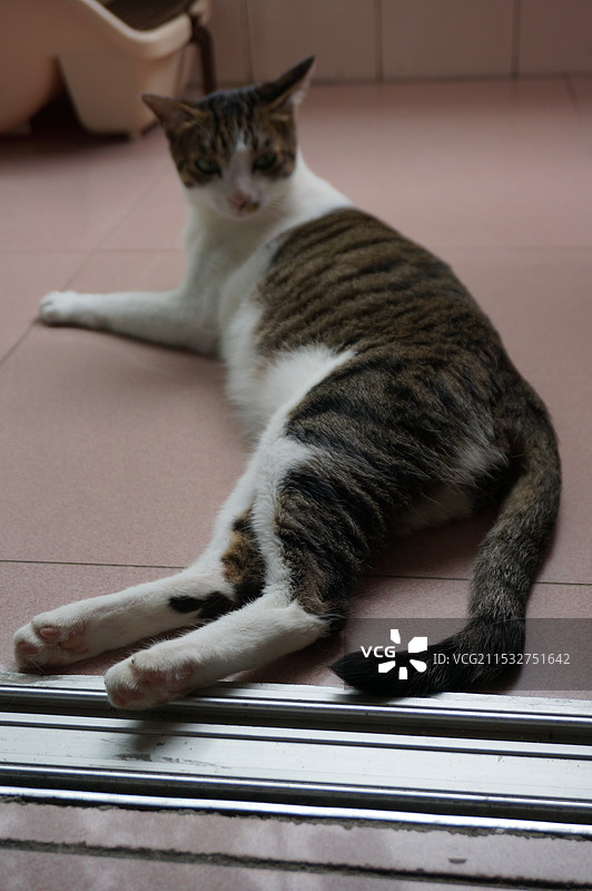 kittycafe图片素材