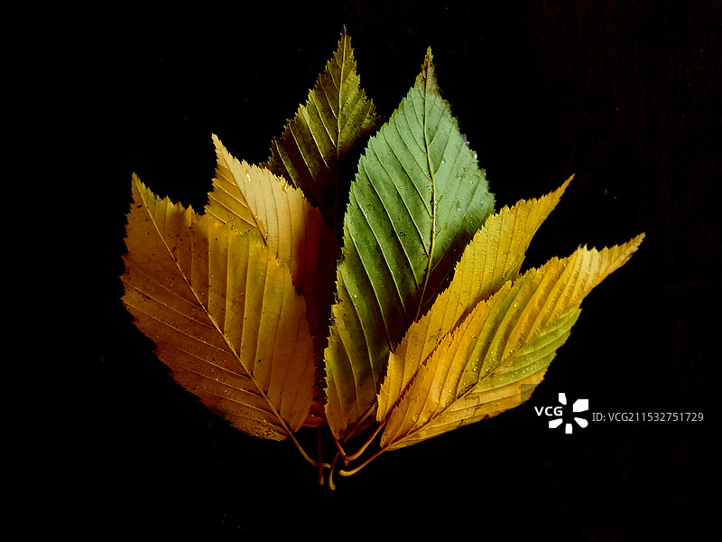 静物：鹅耳枥·初冬叶子图片素材