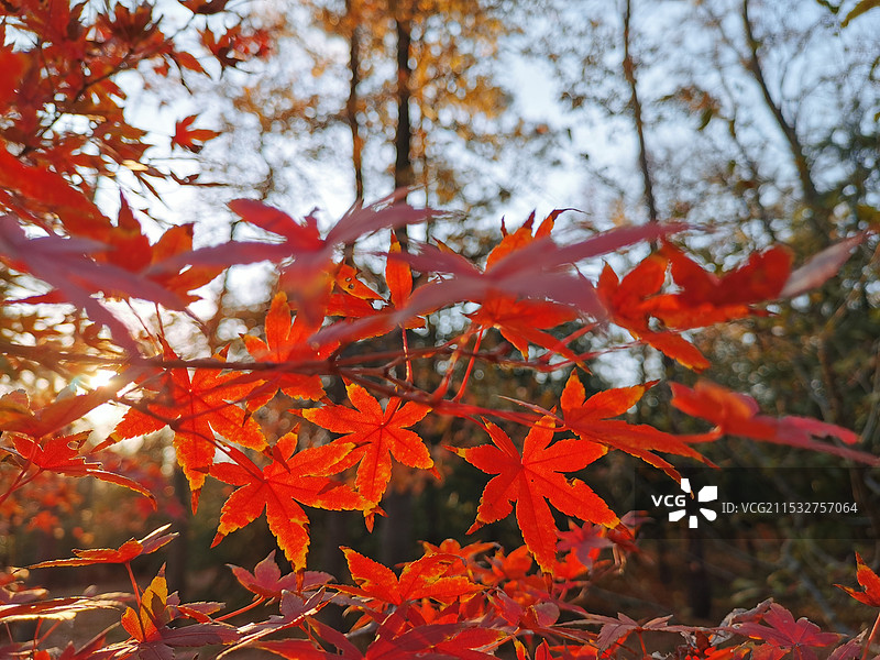 南京钟山风景名胜区枫叶图片素材