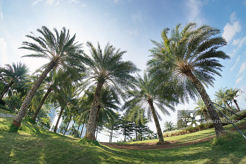 深圳前海石公园刺葵林图片素材