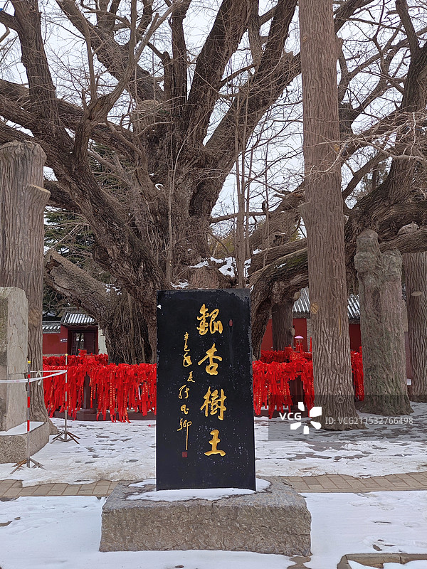 寒冬腊月，雪后莒县浮来山定林寺天下第一银杏树图片素材