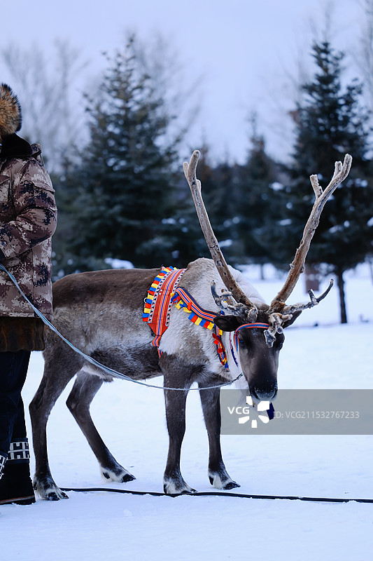 晨光熹微，圣洁的神鹿图片素材