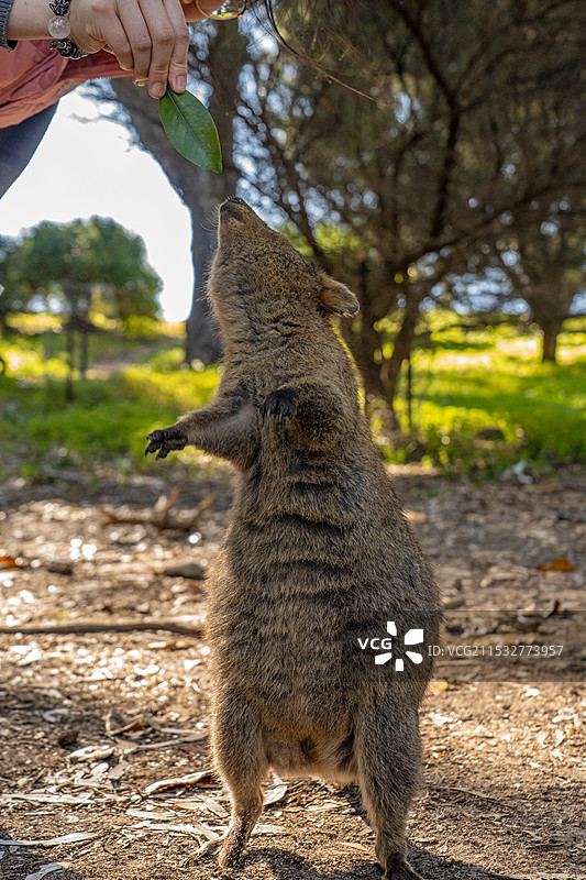 西澳大利亚的微笑袋鼠图片素材