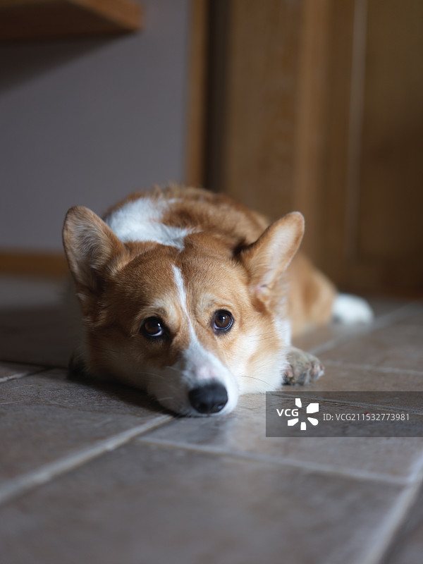 我的小狗-秋天版图片素材