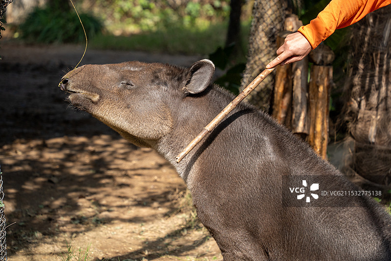 【野生动物世界】图片素材