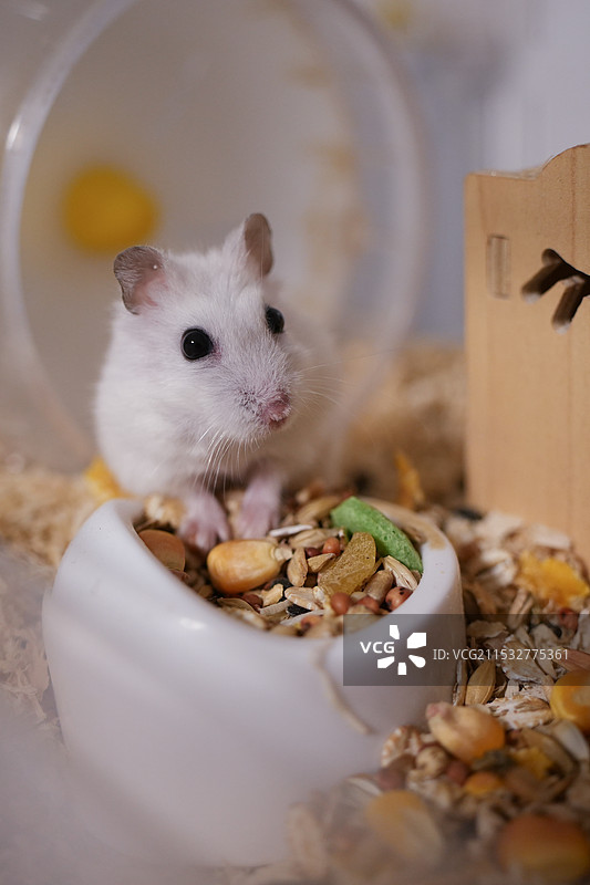 仓鼠的特写镜头图片素材