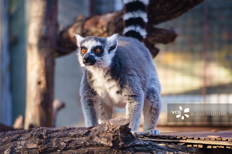 北京动物园动物图片素材