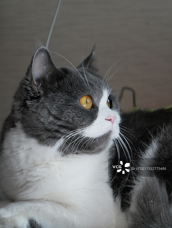 蓝白相间的猫咪凝视图片素材