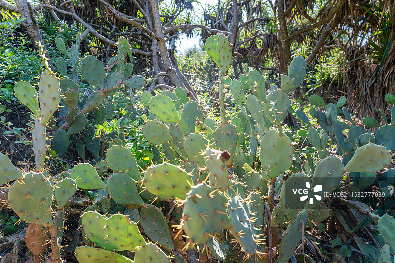 海边多刺梨仙人掌的特写图片素材