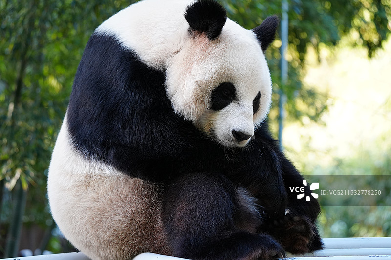 在双杠上团成一团的华丽图片素材