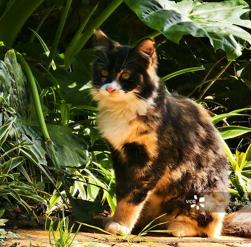 阳光下的猫图片素材