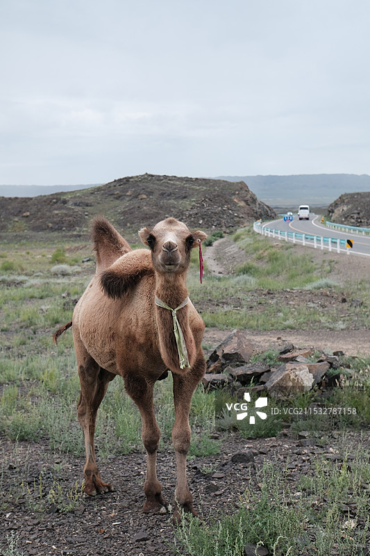 骆驼图片素材