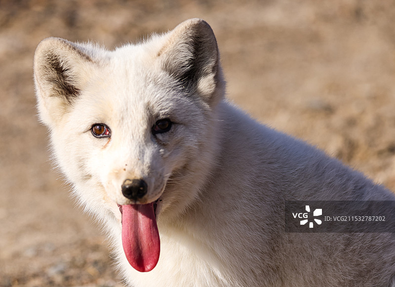 爱抢镜的雪狐图片素材