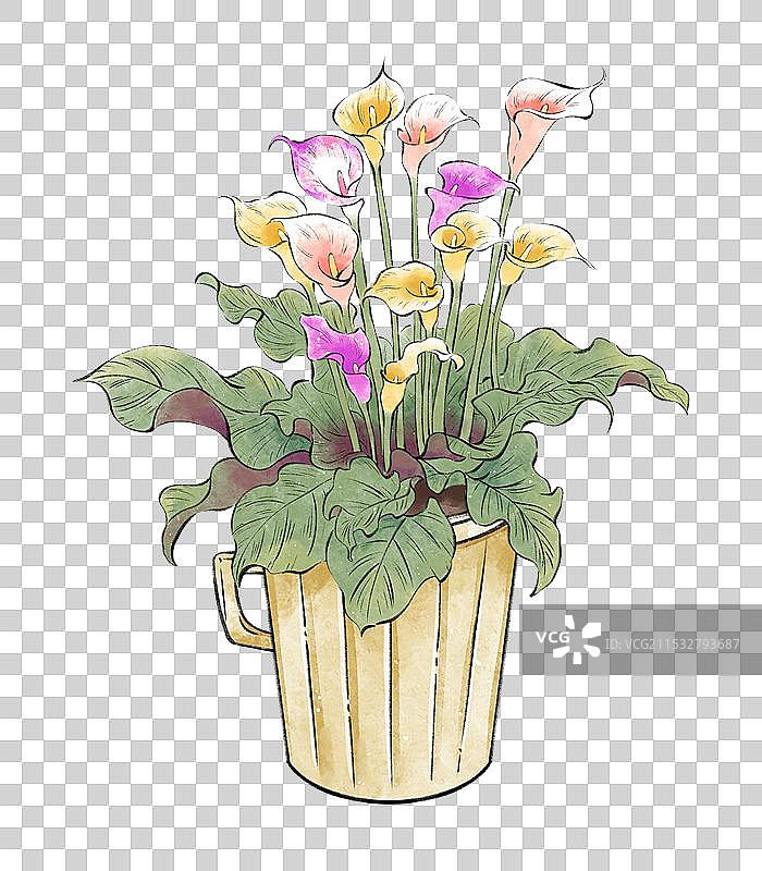 水彩国风手绘四季花卉花朵花簇园艺盆栽花盆花艺元素，马蹄莲。图片素材