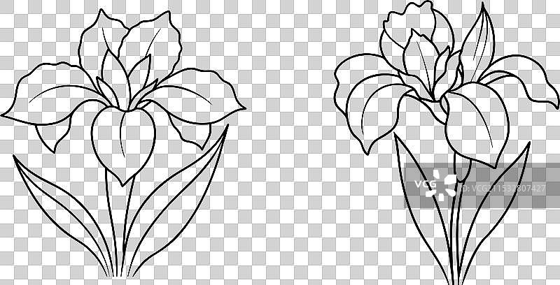 春季番红花花卉线条艺术素描集图片素材