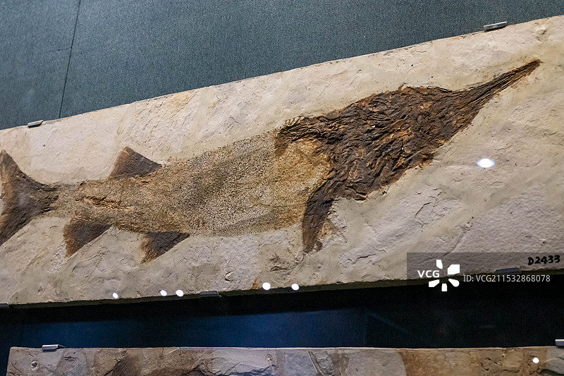 大连自然博物馆收藏的刘氏白鲟化石图片素材