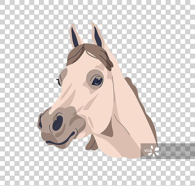 阿拉伯马头，纯种阿拉伯公马图片素材