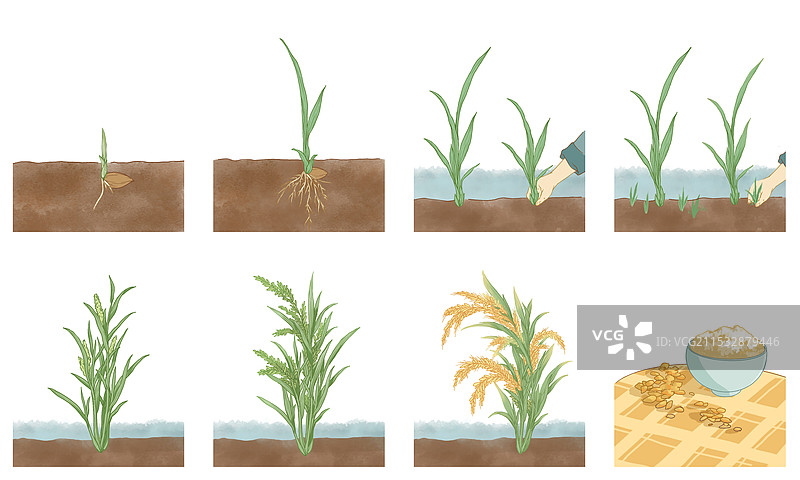 水稻的生长过程图片素材