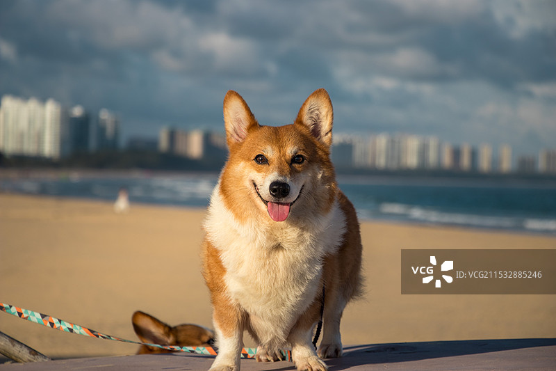 海滩上的柯基图片素材