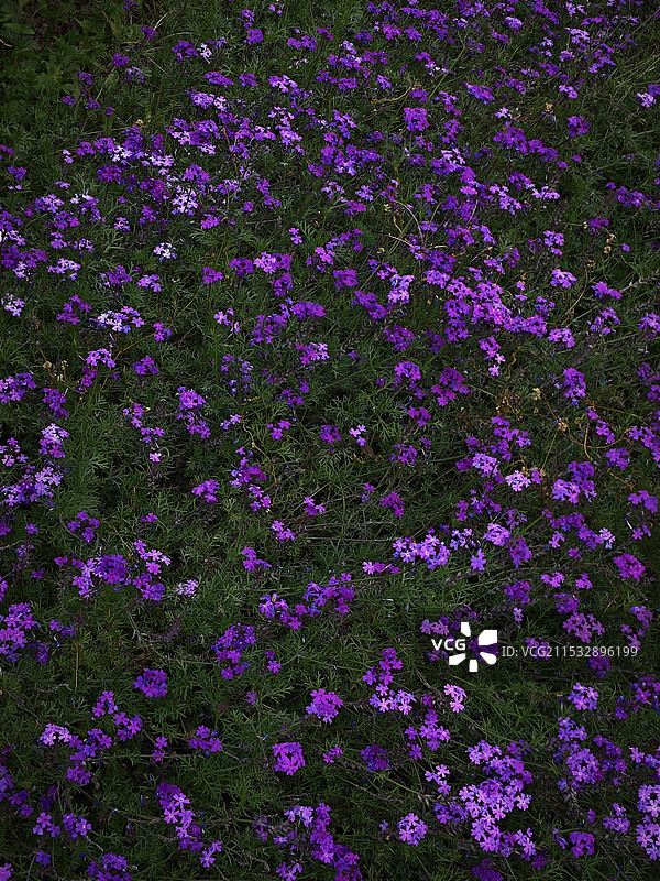 聆听自然的声音图片素材