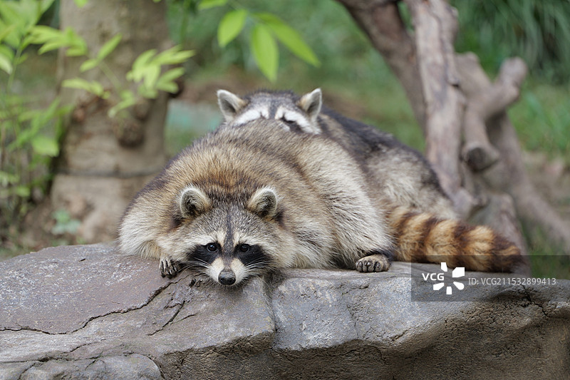 叠着睡觉的浣熊夫妻图片素材