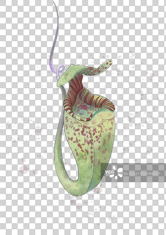 水彩猪笼草图片素材