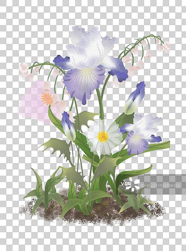鸢尾花组群图片素材