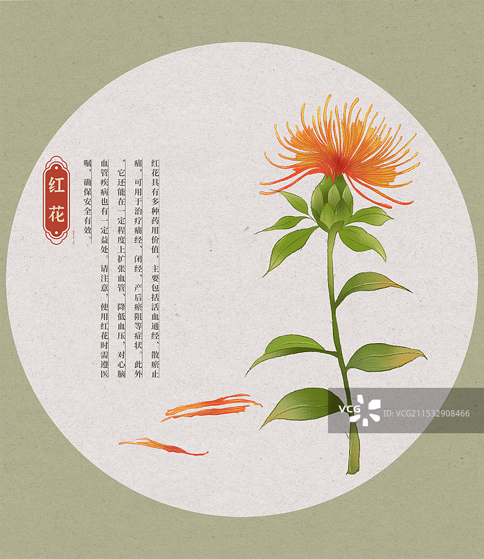 红花中草药国潮国风水彩插画图片素材