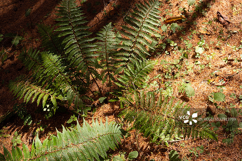 中国四川阿坝州，川西高原森林里的野生蕨类植物，大羽鳞毛蕨特写图片素材