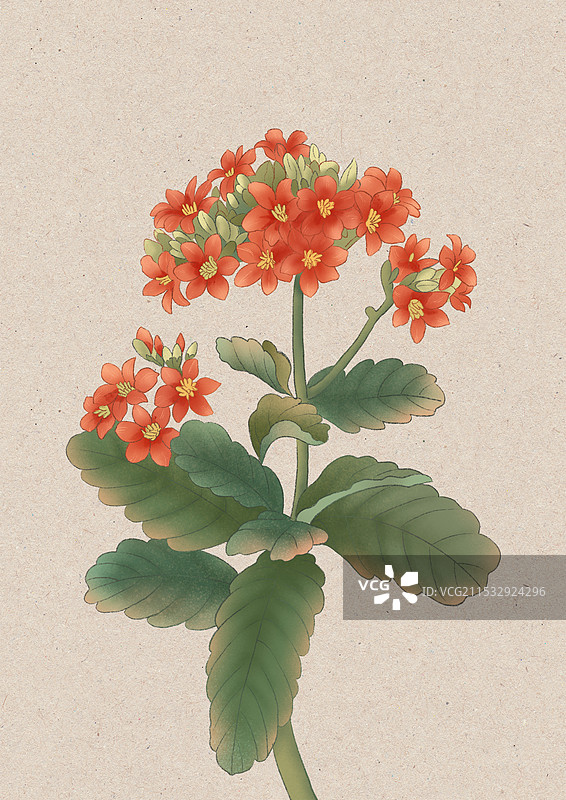 长寿花国潮国风水彩插画图片素材