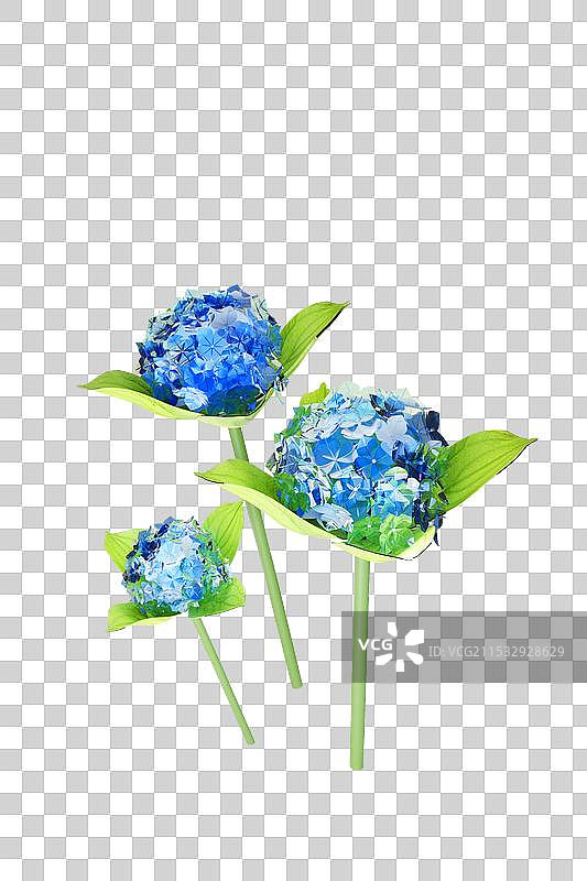 绣球花图片素材