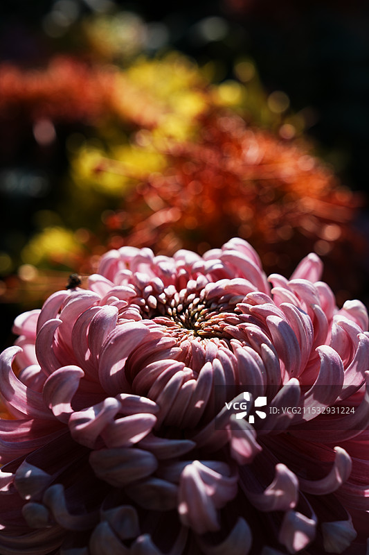 秋日里的菊花图片素材