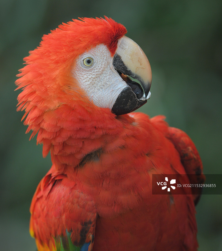 肖像(五彩金刚鹦鹉)图片素材