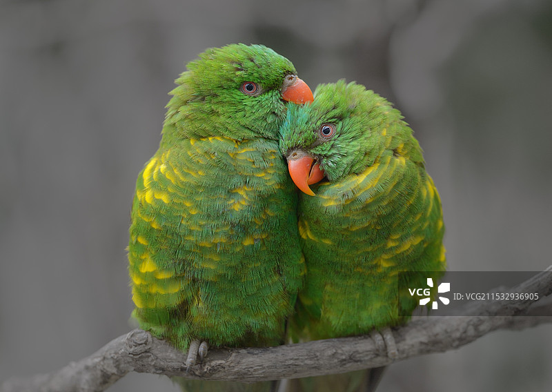 伴侣(翡翠吸蜜鹦鹉)图片素材