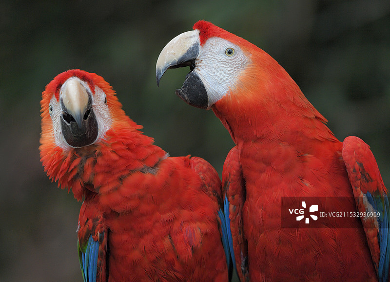 争吵(五彩金刚鹦鹉)图片素材