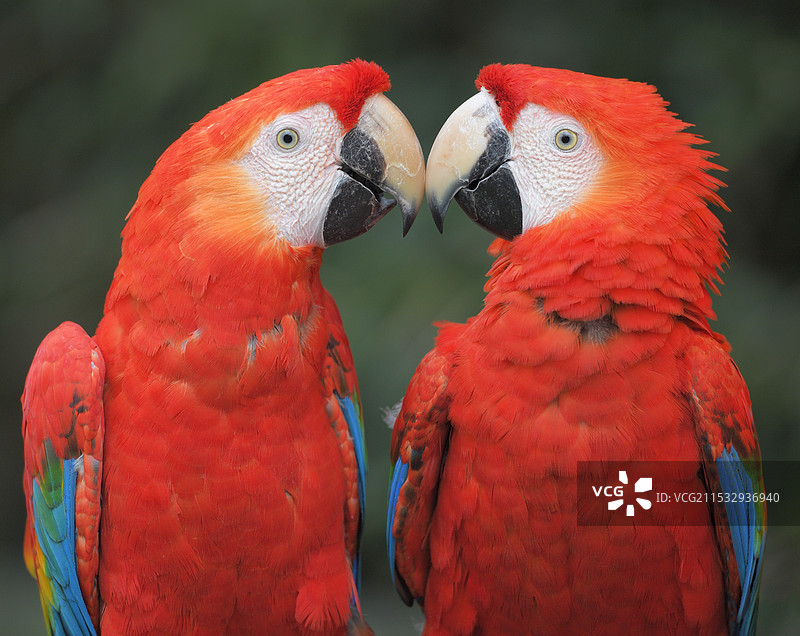 伴侣(五彩金刚鹦鹉)图片素材