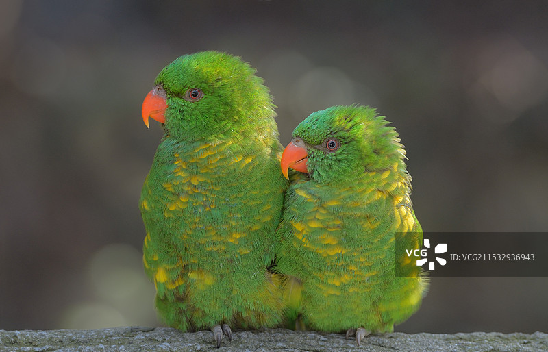 伴侣(翡翠吸蜜鹦鹉)图片素材