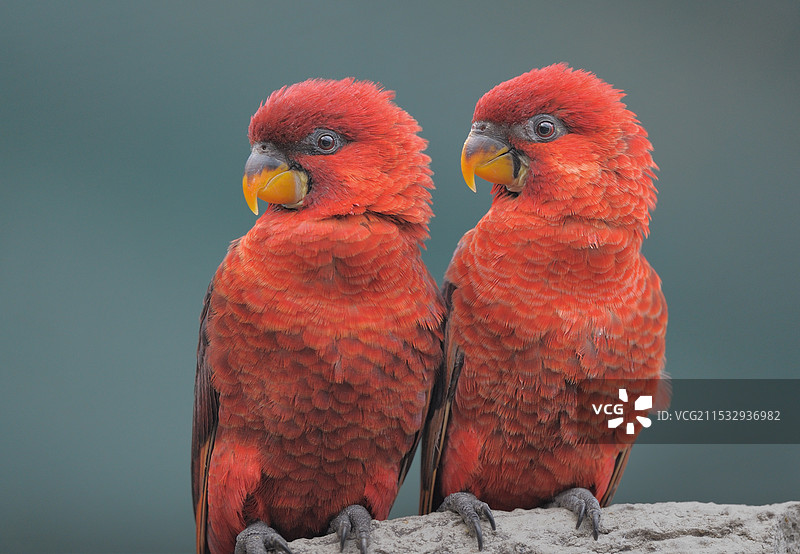 伴侣(红乙吸蜜鹦鹉)图片素材