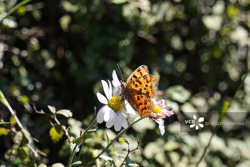 高山昆虫图片素材