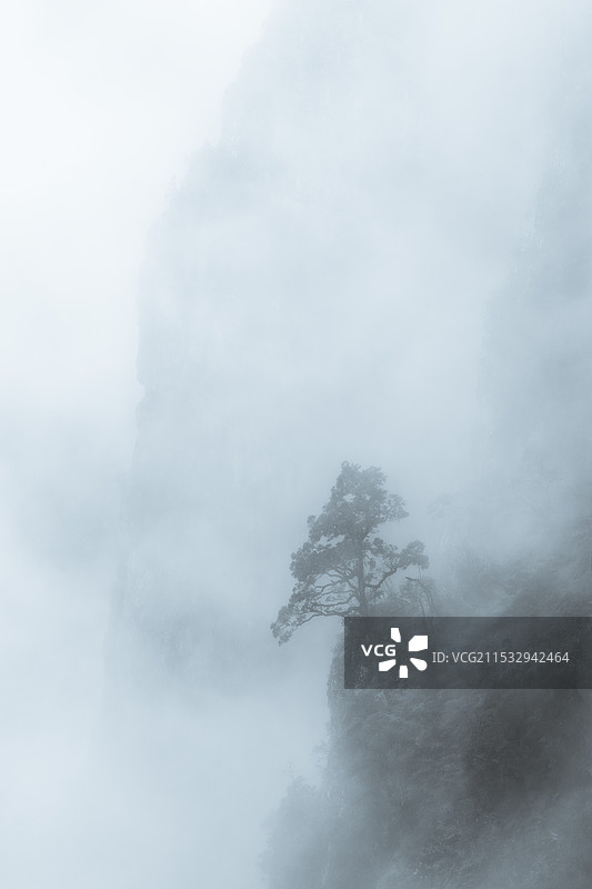 雾松 2024年11月7日立冬 云南昭通大山包国家公园鸡公山顶图片素材