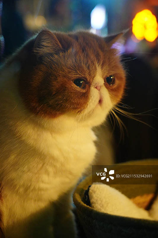 咖啡馆的小猫图片素材