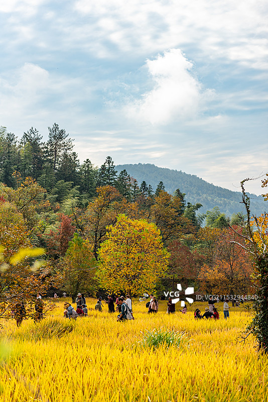 2024年黟县塔川景区秋色迎来最佳观赏期图片素材