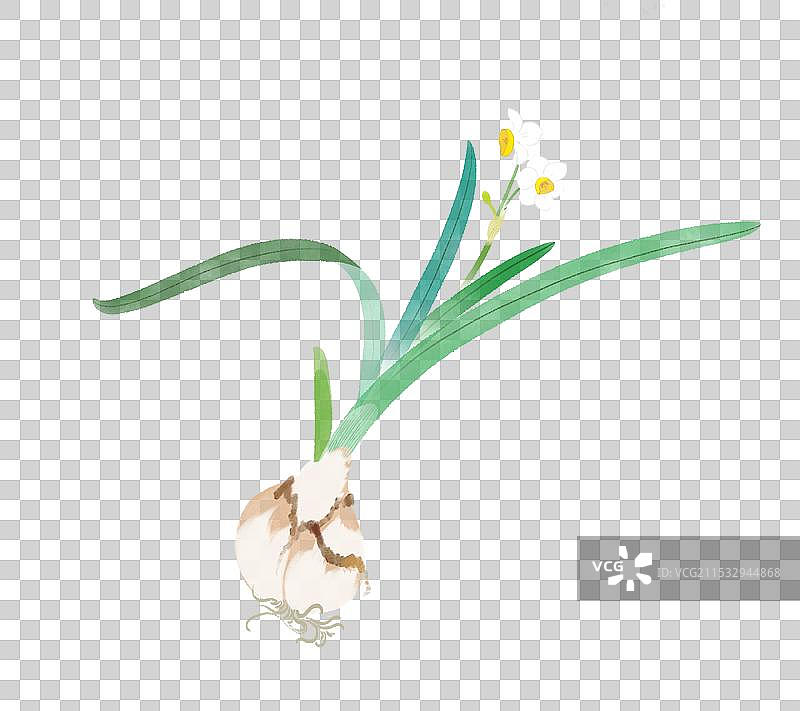 中国风国画花卉水仙花图片素材