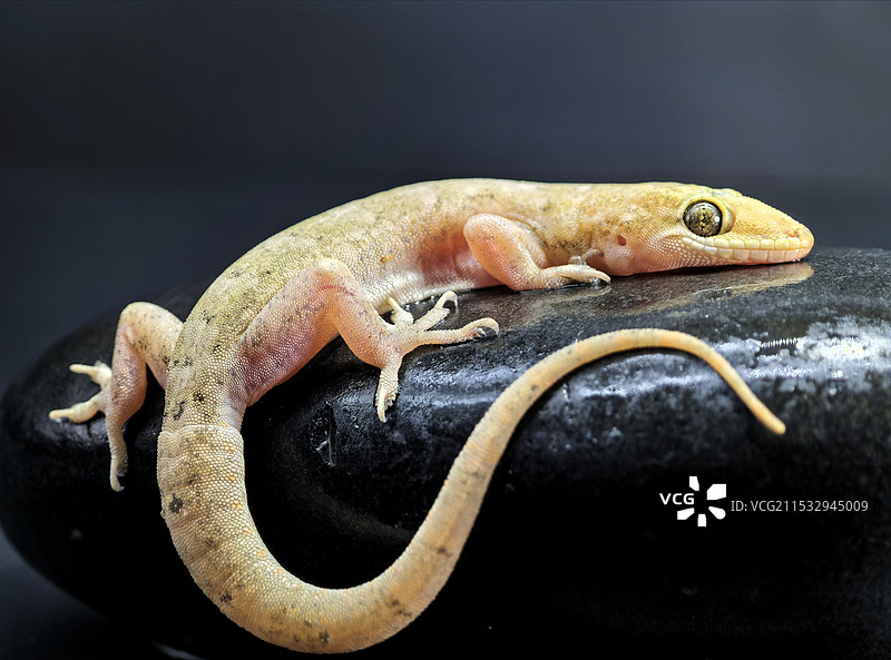 岩石上壁虎的特写镜头图片素材